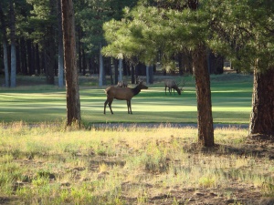 grazende herten in Forest Highlands | Flagstaff